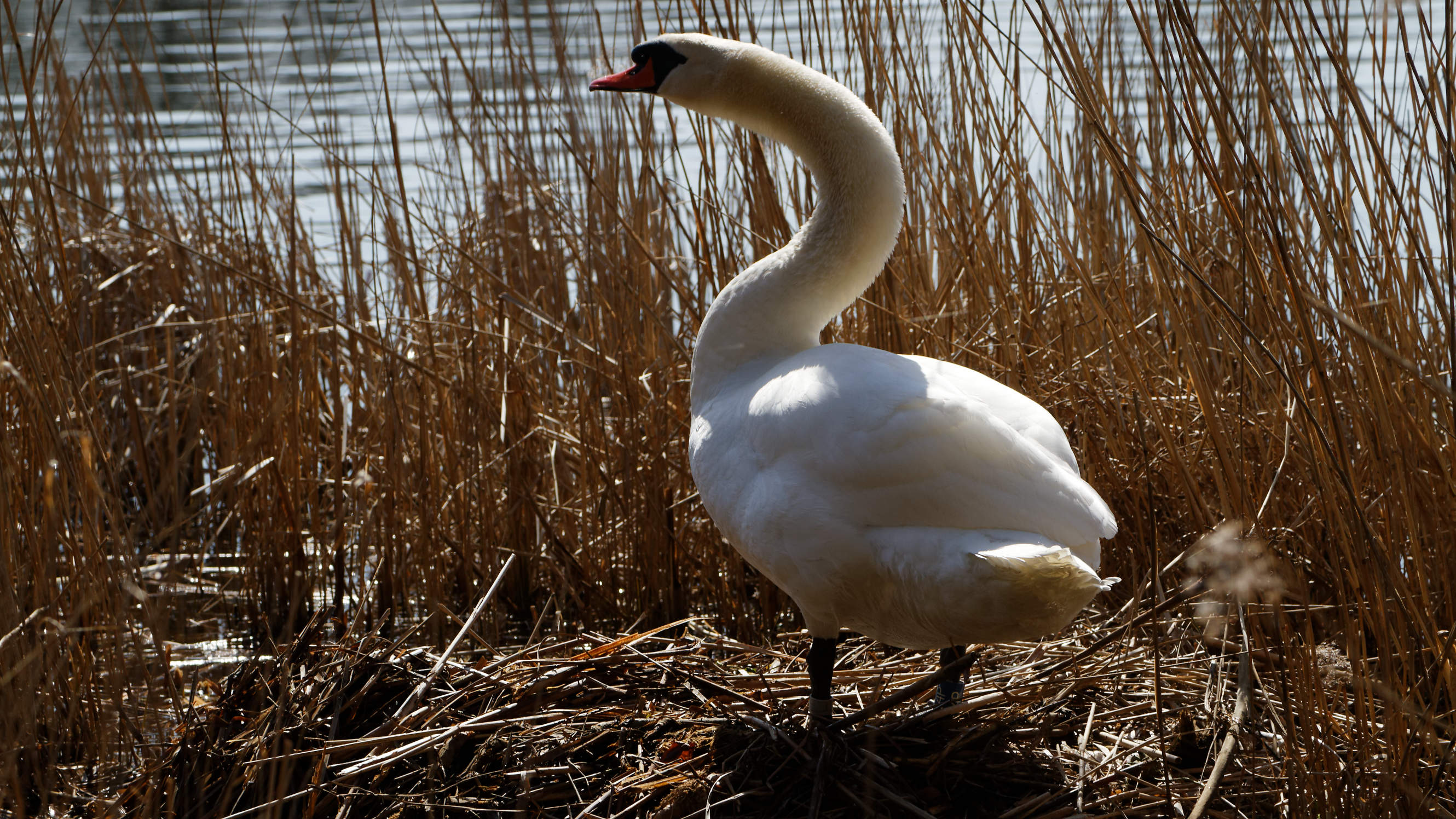 20210420 Lyngby Sø 37